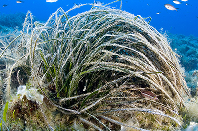 Posidonia oceanica (Foto Claudio Vasapollo)