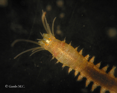 Model species Platynereis dumerilii (FOto Maria Cristina Gambi)