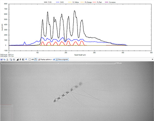 Scatter and fluorescence profiles of a phytoplankton natural colony of diatoms (above) with the picture taken by the scanning flow cytometer (below)