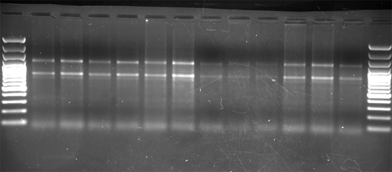 Genotyping