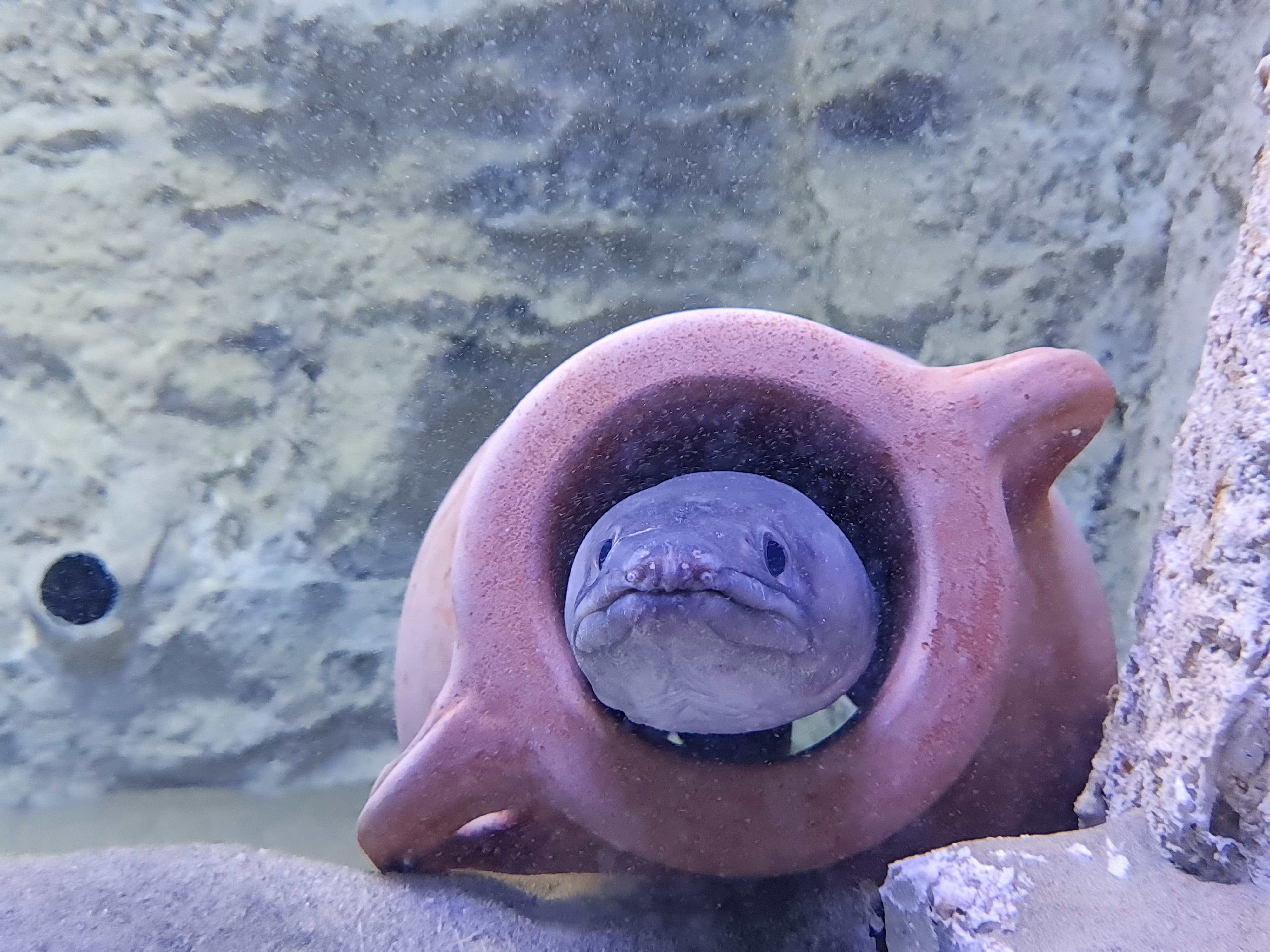 dettagli specie Aquarium SZN DOHRN Autore Marco Signore 11