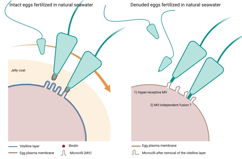 FIG 1