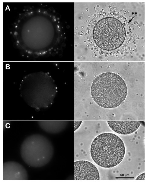 FIG 2