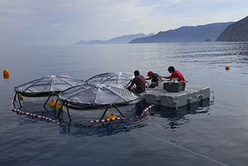 Mesocosms deployed at sea