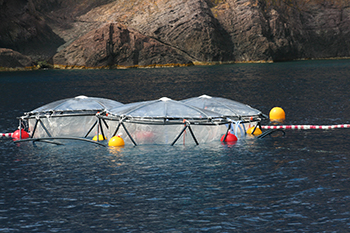 Mesocosms deployed at sea