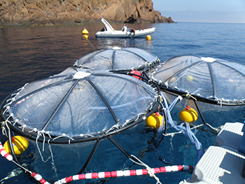 Mesocosmi installati a mare: il gruppo di tre mesocosmi con procedura di campionamento (foto di C. Brunet, durante l'esperimento 2010 "DUNE").