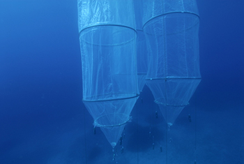 Underwater view of the mesocosms (photo by D. Luquet, during the 2010 