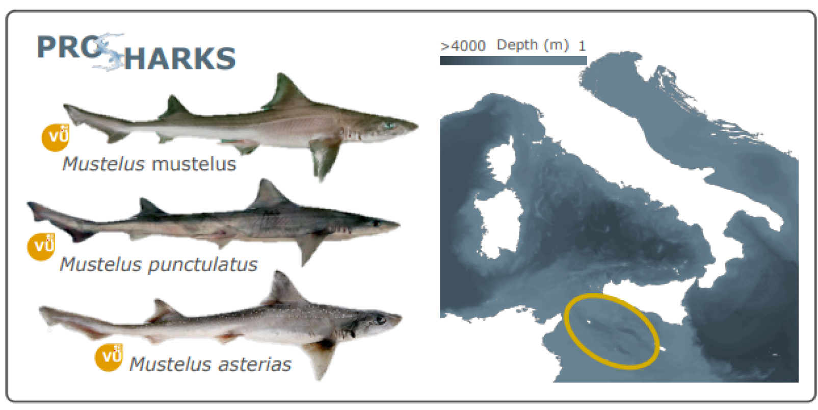fig prosharks