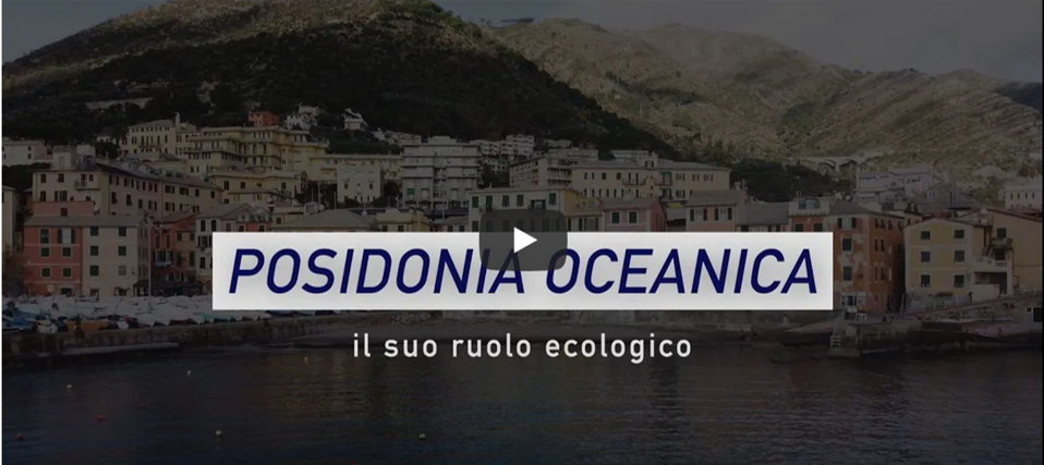 Immagine video