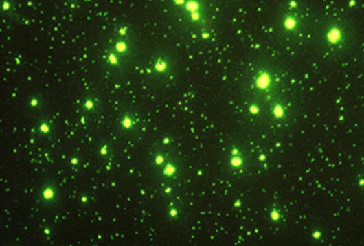 Microscopia