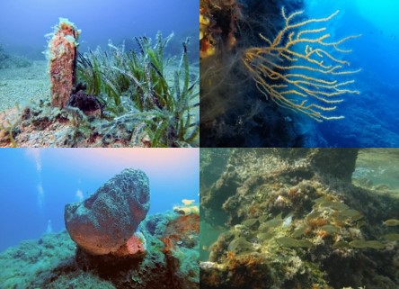 Foto Ecologia del Benthos Necton