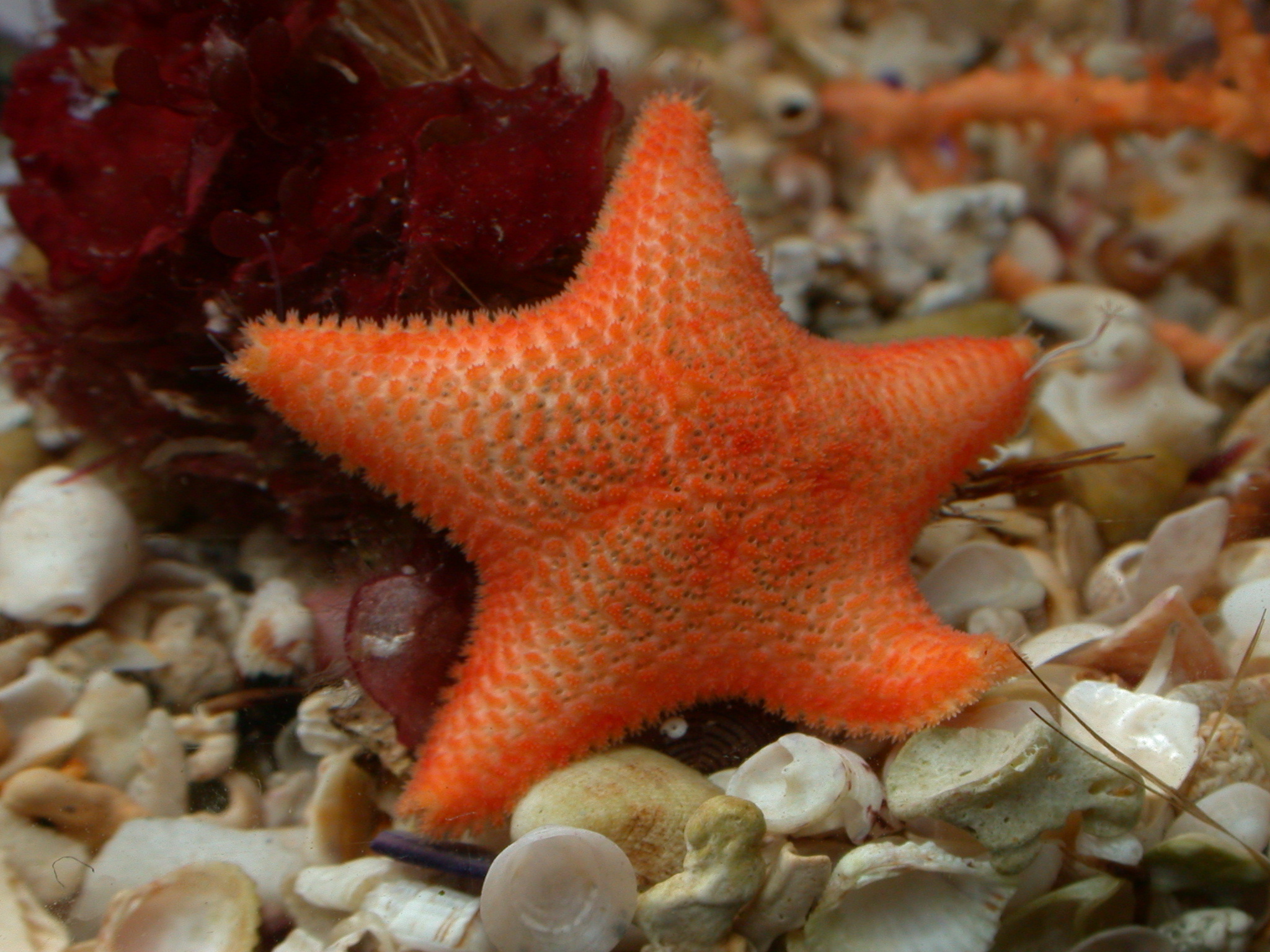 Allevamenti specie modello ricerca