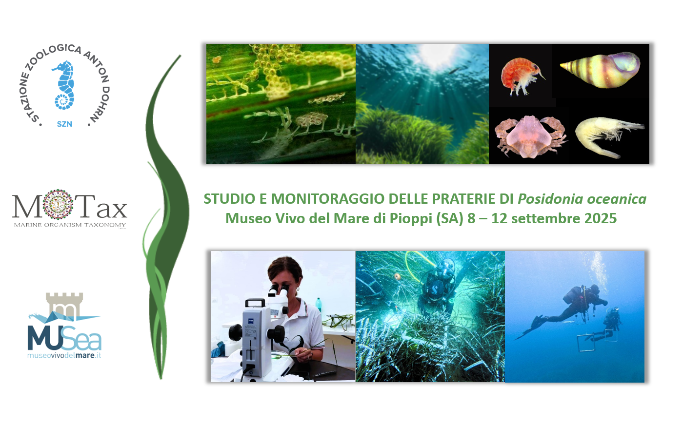 Presentazione con loghi e Musea