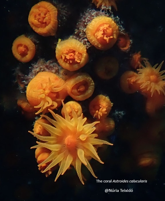 Astroides calycularis low