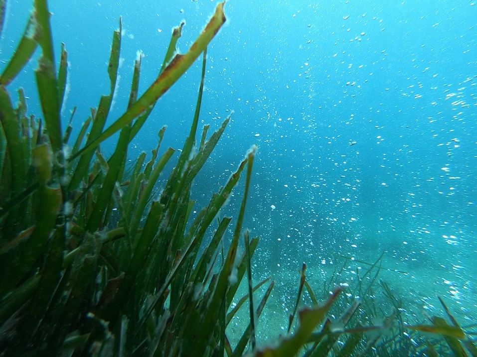 Posidonia Cardini