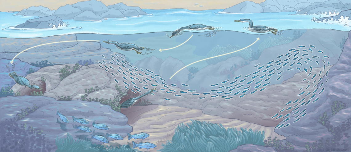 schema comportamentale scoperto marangone dal ciuffo 1