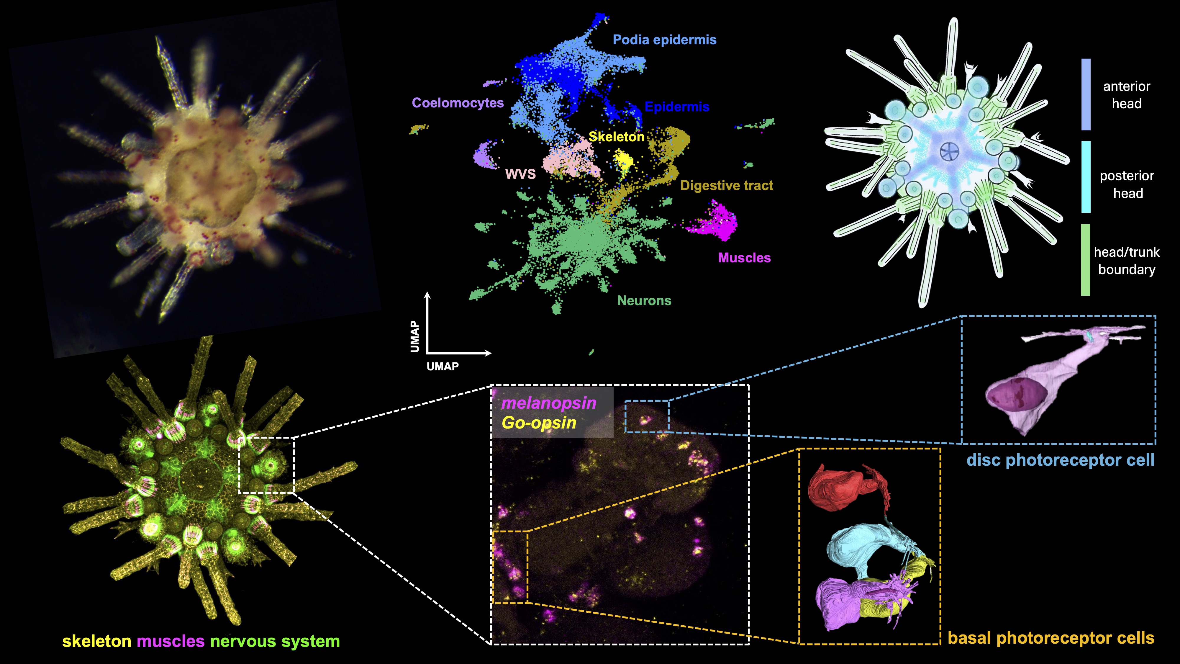 summary of results for press release