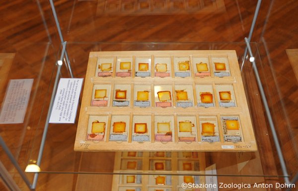 Mostra 175