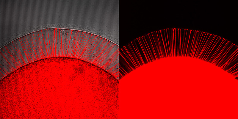 Spikes formation into the perivitelline space of a starfish egg following uncaging of injected InsP3  visualized by labelling PIP2 with the RFP-PH domain of the PLC1