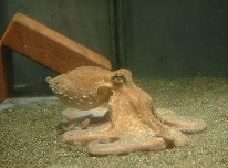 Clicca per andare alla pagina 