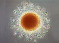 Clicca per andare alla pagina 