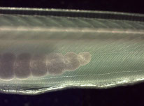 Clicca per andare alla pagina