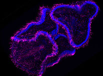 Clicca per andare alla pagina