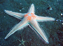 Clicca per andare alla pagina 