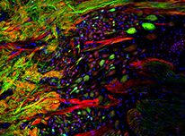 Clicca per andare alla pagina