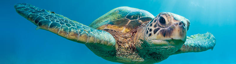 Marine Turtles Research Centre